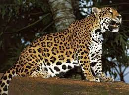 Tropical rainforest animal adaptations : Tropical Jaguar Rainforest Animals