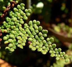 Image result for Cheilanthes botswanae
