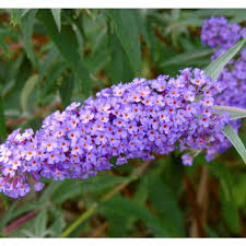 Image result for Komule empire blue