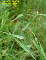 Image result for Urochloa umbellata