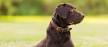 Labrador Retriever For Sale in Virginia - Hoobly Classifieds