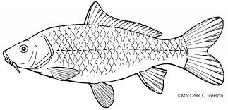 Find high quality pike coloring page, all coloring page images can be downloaded for free for personal use only. Coloring Pages Great Lakes Aquarium