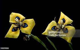 Image result for Moraea simulans