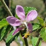 Image result for Hibiscus meyeri