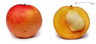 Récalcitrant — récalcitrant, ante  rekalsitrɑ̃, ɑ̃t  adj. Recalcitrant Seed Wikipedia