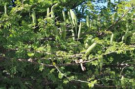 Image result for Acacia hebeclada