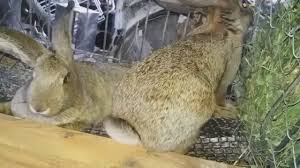 Animale domestice si pasari » iepuri. Iepuri InÈ›arcaÈ›i La 3luni È™i Separarea Puilor Youtube