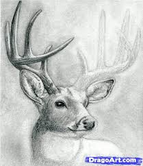 Shading Animal Drawings Deer Drawing Deer Art