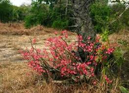 Image result for Dichapetalum rhodesicum