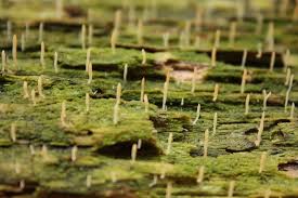 Image result for Multiclavula mucida