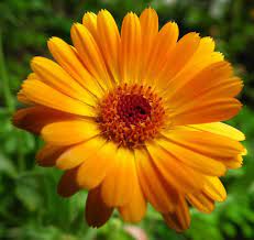 Orange Aster Flowers Aster Plants