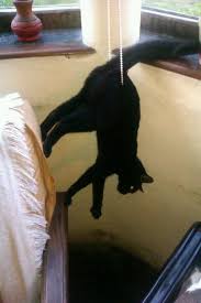 But later he played with lang. These 31 Images Are Proof That With A Cat In Your House You Will Never Get Bored Wtvideo Com