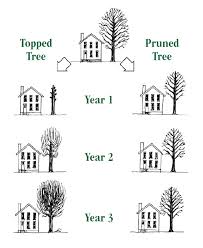 Bulletins Tree City Usa At Arborday Org
