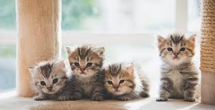 $25 provides a neuter for 1 male cat, 1 series of vaccinations for a kitten, or laundry detergent for 1 week; This Vancouver Rescue Has 85 Kittens Ready To Adopt Right Meow Curated