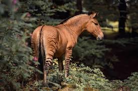 صور حيوان الـ zorse هجين بين الحمار الوحشى والحصان اليوم السابع