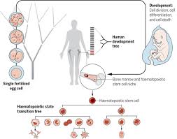 Maybe you would like to learn more about one of these? Phylodynamics For Cell Biologists Science