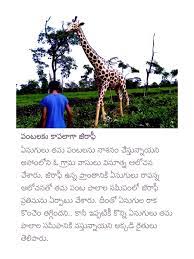 Pin By Vasu Chittoor On Telugu Vasu Chittoor Animals Giraffe Chittoor