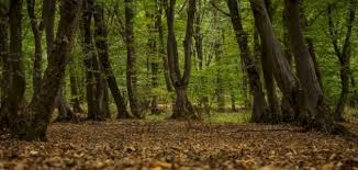 ‫غابة‬‎ ile ilgili görsel sonucu