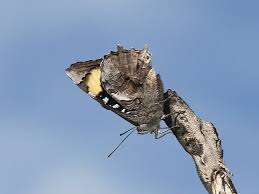 Image result for Halopegia azurea