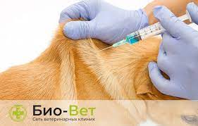 ukol sobake kak delat vnutrimyshechno i podkozhno v holku i bedro