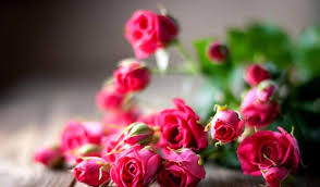 21 Hd Wallpaper Nature Rose Hd Wallpaper Of Flowers Roses Happy Rose Day 2019 Images Roses Flowers Wallpaper Kinis Rsd7 Org Rose Flower Red Love Nature Andr Di 2020