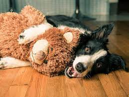 Why Do Dogs Like Squeaky Toys