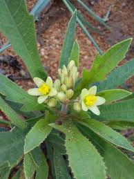 Image result for Jatropha erythropoda