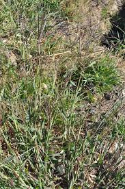 Image result for Digitaria sacculata