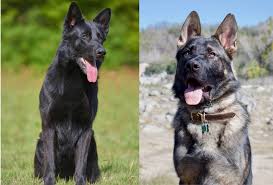 We did not find results for: Lycan Shepherd History Price Temperament 101 Pawleaks