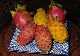 The fruit just looks amazing. Epiphytic Cacti Hylocereus Undatus Dragon Fruit Pitaya Pitahaya