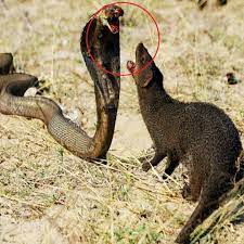 Mongoose Vs King Cobra Fight To Death | Mongoose Vs King Cobra Fight To Death Join us to get more information: Amazing Animals | By Magic AnimalsFacebook