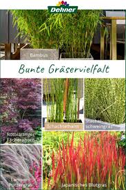 Hier finden eher filigrane gräser, stauden und gedrungene büsche mit schönem blattwerk oder blüten verwendung. Trendthema Graser Graser Pflanzen Bepflanzung Pflanzen