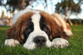 What will happen if we combine these two? Saint Bernard Dog Breed Information