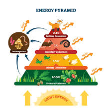 Most producers get energy from the sun, but some use chemical energy instead of light energy to make food. Freshwater Community Energy Relationships Producers Consumers Biology Online Tutorial