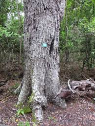 Image result for Newtonia hildebrandtii