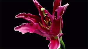 Share the best gifs now >>>. 10 Absolutely Gorgeous Blooming Flower Animations Funzug Com