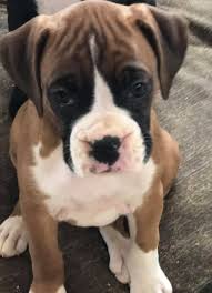 Crossroad Kennels Of Indiana German Shepherds And Boxers Facebook