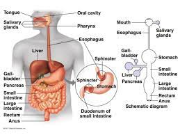 Anatomy And Physiology Digestive System Anatomy Drawing Diagram