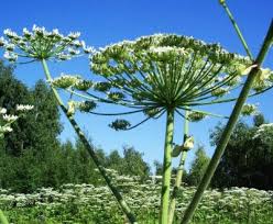 Ботаническое название борщевик сибирский, а в народе зовут ласково пучкой. Borshevik Lechebnye Svojstva I Protivopokazaniya Polza I Vred