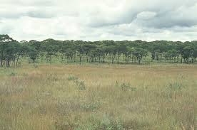 Image result for Baikiaea