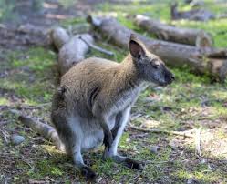 It cools them down in a hot environment. Conservationists Count Wins In War On Wallabies Otago Daily Times Online News