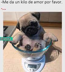 Que Lindo Es En 2021 Chistes De Perros Amor De Perro Memes Divertidos