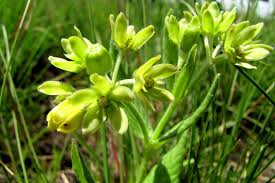 Image result for Eriosema pentaphyllum