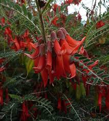 Image result for Lessertia pauciflora