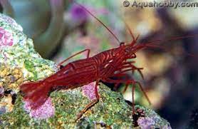 April kirkendoll's book how to raise and train your the shrimp mate only hours after moulting and they are simultaneous hermaphrodites, meaning all you need is a pair of any two random individuals. Peppermint Shrimp The Biggest Mistake Invertebrate Forum Nano Reef Community