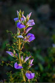 Image result for Aeollanthus ukamensis