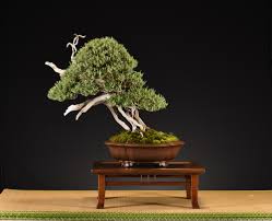 Image result for rosemary bonsai