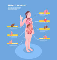 Related posts of women's internal organs of the body. Female Human Internal Organs Vector Images Over 2 300