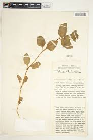 Image result for Coleus maculosus