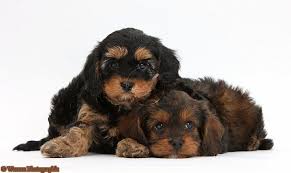 Black And Tan Cavapoo Black And Tan Cavapoos Cavapoo Cavapoo Puppies Famous Dogs
